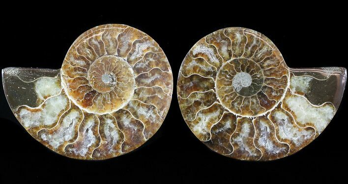 Sliced Fossil Ammonite Pair - Agatized #46498